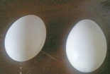 Đồng Nai: Xuất hiện trứng vịt bất thường