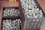 Trung Quốc: Phát hiện trứng có chất gây ung thư