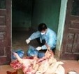"Tái chế" lợn chết thành... ruốc và thịt chưng