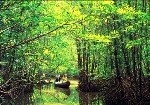 Lâm tặc cấu kết cán bộ tha hóa, phá rừng