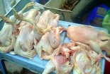Cảnh giác với gà thải loại Trung Quốc