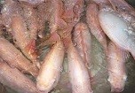 "Cá điêu hồng nhiễm chất gây ung thư" chỉ là tin đồn