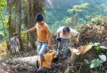 Tuyên Quang: Kiểm lâm chỉ đạo phá rừng?