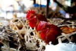 Cảnh báo biến thể mới của virus H5N1, cực độc