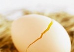 Phát hiện sán trong trứng gà sống