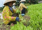Rau tăng giá chóng mặt vì mưa