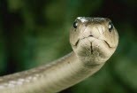 Nọc rắn cực độc có thể làm thuốc giảm đau