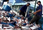 HACCP có được áp dụng trong ngành sản xuất thức ăn thủy sản?
