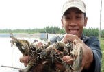 Trung Quốc bôi nhọ tôm tươi Việt Nam?