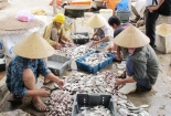 Công nghệ chế biến cá khô "siêu bẩn"
