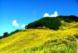 Đón nắng cùng dã quỳ Tây Nguyên