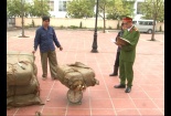 Bắt giữ hơn 1 tấn nầm lợn bẩn giữa thủ đô