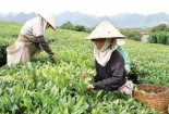 Thương lái Trung Quốc tận thu hạt chè