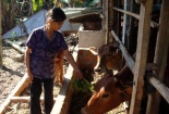 Nông dân điêu đứng vì tin đồi ăn chuối lùn bị ung thư
