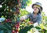 Lâm Đồng: Giá cà phê arabica giảm mạnh