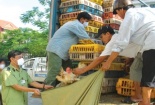 Mỗi năm, 8 triệu con gà nhập lậu "tuồn" vào Việt Nam