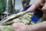 Phát hiện nhiều virus nguy hại trong hải sản tươi sống