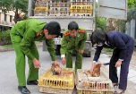 Kháng sinh trong gà thải có thể gây biến đổi gen người