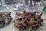 Gà chưa kiểm dịch tuồn về Hà Nội