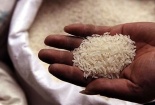 Bột gạo Việt từ ruộng trũng lên thực đơn toàn cầu
