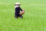 Nông dân "khổ" vì lúa chất lượng cao