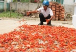 Nông dân ôm nợ vì ớt Trung Quốc