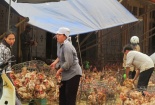 Gà lậu vẫn tràn về Hà Nội