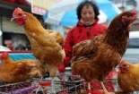 Lập "hàng rào" từ sân bay, cấm nhập gà Trung Quốc  chống H7N9