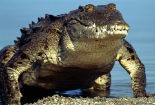Vì sao cá sấu thống trị đầm lầy?