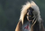 Loài khỉ biết 'nói tiếng người'