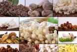 Cách chọn mua và chế biến món ngon từ nấm