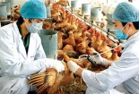 Mua 40 triệu liều vắc xin cúm gia cầm