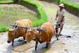 Nông dân đói khổ, lãnh đạo lương cao