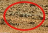 Phát hiện thằn lằn trên sao Hỏa?