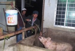 Bơm nước vào heo
