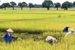 Lúa chín đầy đồng, không ai hỏi mua
