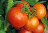 Uganda ra tiêu chuẩn về cà chua tươi