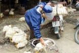 Gà nhập lậu trộn lẫn gà nội địa