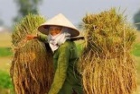 Trớ trêu ốc bươu vàng giá trị hơn lúa!
