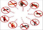 Thuốc diệt côn trùng: Bác sỹ sợ, người dùng thờ ơ