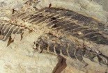 Tìm thấy hóa thạch hàng chục triệu năm tuổi