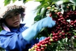 3.200 tỷ đồng cải tạo vườn cà phê Lâm Đồng