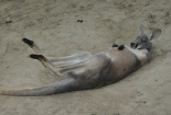 Nga cấm thịt Kangaroo Úc