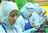 Doanh nghiệp chế biến: "Chết đói" trên vùng nguyên liệu!