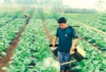 Mải mê trồng lúa, nông dân Việt Nam bỏ quên rau quả?