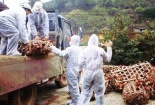 Theo dân 'đầu nậu' đi buôn gia cầm bẩn