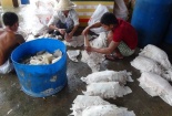 Cận cảnh da heo bám đầy ruồi nhặng suýt lên bàn ăn