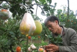 Ứng dụng KH&CN trong nông nghiệp - Doanh nghiệp phải đi đầu