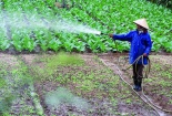 Rau quả tưới hóa chất: Đừng để 'mất bò mới lo làm chuồng'