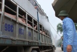 Thương lái Trung Quốc đang gom mua heo hơi tại Việt Nam
